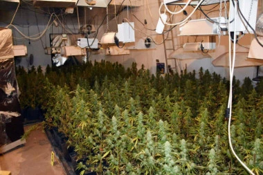 (FOTO) Otkrivena laboratorija droge u Obrenovcu: Zaplenjeno 700 stabiljki marihuane
