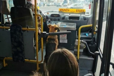 (FOTO) NESVAKIDAŠNJA LJUBAV PSA I ŠOFERA: Pustio ga u autobus da se ugreje, a sada kao stari prijatelji zajedno voze putnike!