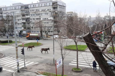 (FOTO) NEVEROVATAN PRIZOR U CENTRU BEOGRADA! Lagani kas dva konja u Ustaničkoj ulici!