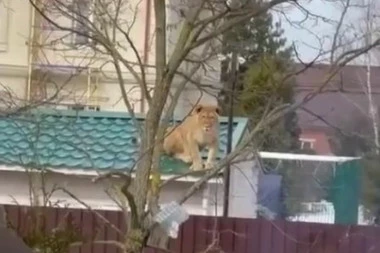 (VIDEO) LAVICA NA KROVU! Divlja životinja posvađala komšije, kako biste vi reagovali na ovakvog "LJUBIMCA"?