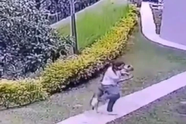 (VIDEO) JEZIV NAPAD PITBULA: Krvoločna zver nasrnula na ženu dok je nosila malog psa u rukama!