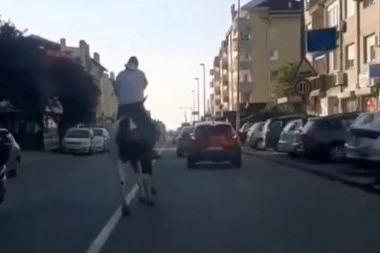 (VIDEO) KO JE BRŽI: Trka konja i auta usred Beograda! VOZAČI U ŠOKU!