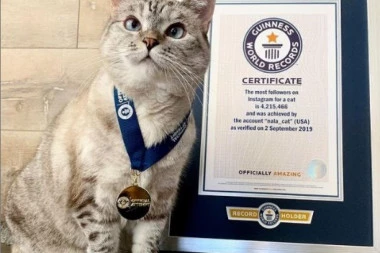 NOVA KATEGORIJA GINISOVE KNJIGE REKORDA: Evo zašto je Nala najpopularnija mačka na svetu! (FOTO+VIDEO)