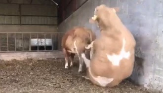 PREDEBEO ZA PARENJE! Ljubavne muke jednog bika kom se svi smeju (VIDEO)
