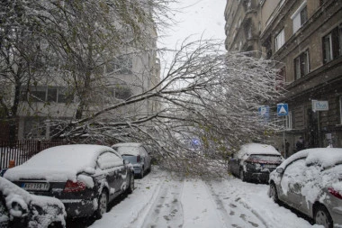 VIŠE OD 1.000 PRIJAVA ZA OŠTEĆENE AUTOMOBILE: Evo koja je procedura za naplatu ako vam je zbog snega drvo palo na vozilo