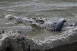 UHVATIO GA ZA NOGE I ODVUKAO: Dečak (8) ušao u vodu, a onda se pojavio krokodil! Roditelji gledali užasnu smrt njihovog deteta na izletu!
