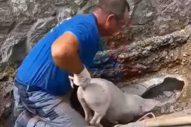 E, OVO SIGURNO NISTE DO SAD VIDELI! Pogledajte kako Srbin spasava PRASIĆE iz kanalizacione cevi! HIT SNIMAK! (VIDEO)