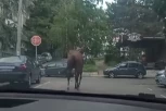 OPREZ! Konj juri po najprometnijim ulicama BANOVOG BRDA! Ljudi mole da ga neko zaustavi! (VIDEO)