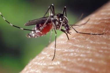 KAKO DA SE ZAŠTITIMO OD DENGA VIRUSA? Prenosi ga komarac, a na OVE stvari obavezno obratite pažnju!