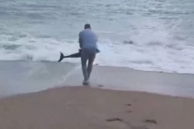 "VEROVATNO SE ODVOJIO OD MAJKE" More izbacilo mladunče delfina na plažu u Budvi - herojski čin ovog čoveka mu je spasio život! (VIDEO)