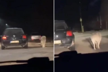 ŠOKANTAN SNIMAK: Vozač šeta psa dok vozi! Skandalozan video iz Vračevog Gaja izazvao gnev javnosti (VIDEO)