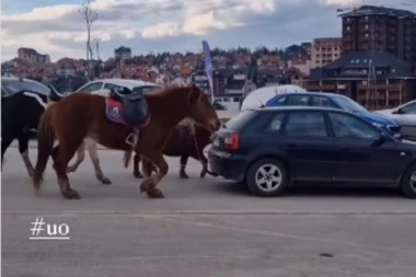 SKANDALOZAN PRIZOR NA ZLATIBORU:  Automobil vuče konje pored gondole, ljudi traže kaznu! (VIDEO)