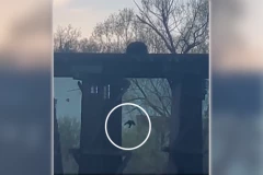 JEDNA JE MAJKA! Pogledajte hrabrost i odlučnost medvedice da izvuče mladunče iz reke! NEVEROVATNO ŠTA RADI POSLE DRAME KOJU SU PROŠLI! (VIDEO)