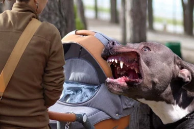 STRAVIČNA SCENA U BEČMENU! Pit bul nasrnuo na ženu sa bebom u naručju! KRVAVO DVORIŠTE PORODIČNE KUĆE!