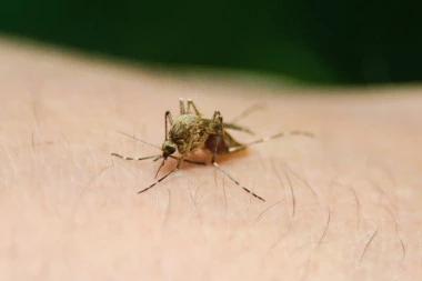 VODOM I MLEKOM PROTIV CRVENILA: Narodnim lekovima ublažite neprijatne simptome ujeda insekata