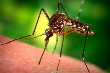 OPASNO IGRANJE BOGA: U prirodu puštaju 750 miliona GMO komaraca, iako je identičan eksperiment u Brazilu bio NEUSPEH!