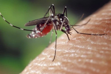 KREĆE ŽESTOK NAPAD NA KRVOPIJE: Od sutra intezivije zaprašivanje komaraca sa zemlje, ali i iz vazduha