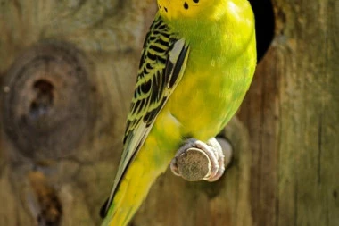 Gde da ostavite ljubimca dok ste na putu?