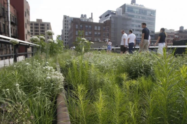 SMRT KOROVU: Beograd u borbi protiv alergija
