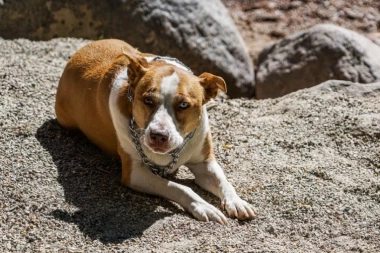BIVŠI BORAC: Pit bul napokon dobija život kakav zaslužuje (VIDEO)
