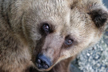 GRDOSIJA OD 255 KILOGRAMA: Uhvaćen najveći mrki medved na Balkanu
