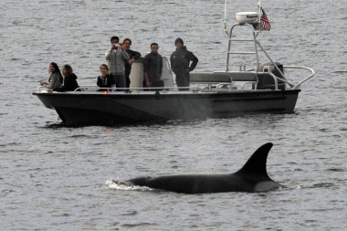 STRAVA NA MORU: Kit udario u brod, četvoro povređenih!