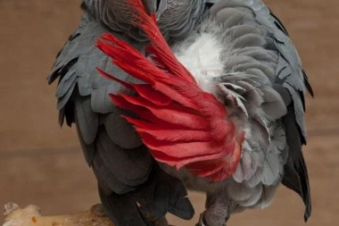 (VIDEO) Ovaj papagaj sebe zove PILE MOJE, a pogledajte zašto ima 10.000 pratilaca na društvenim mrežama!