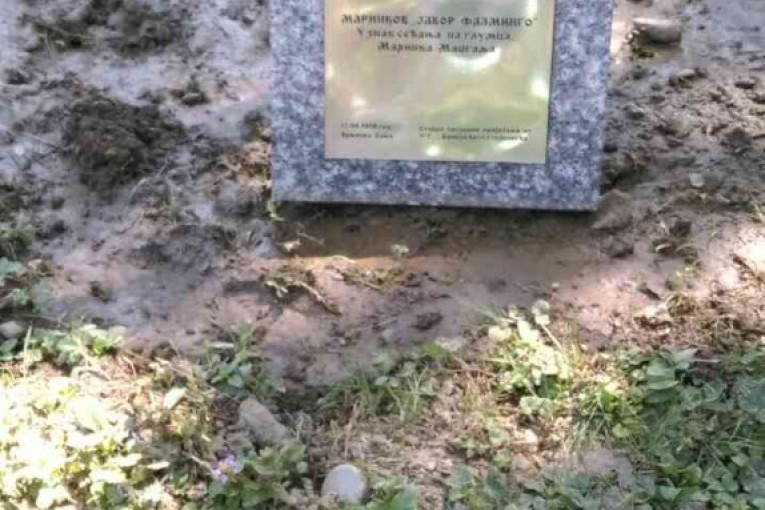 Drvo Marinka Madžgalja nosi naziv "Javor Flamingo"