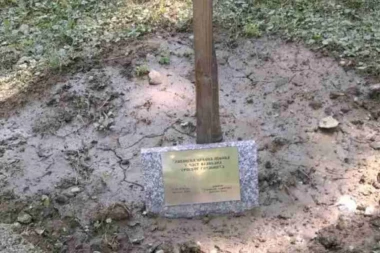 Počašćeno drvo javorovo: Stabla dobila imena srpskih glumačkih legendi