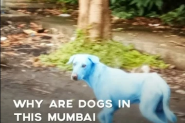 Psi plave boje lutaju ulicama Mumbaja
