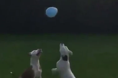DOBACUJU SE GLAVAMA: Ono što ova dva psa rade sa balonom je NEREALNO!
