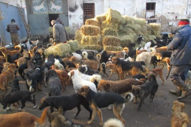 Prekršili zakon i ukrali 67 pasa da bi ih SPASLI