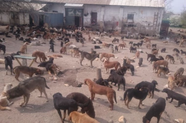 Kako do odštete ako vas ujede pas lutalica?!