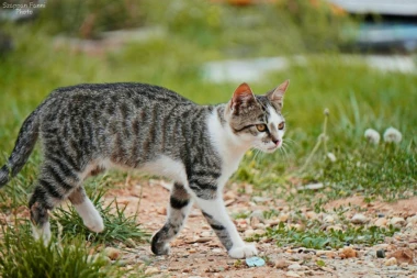 DA LI ŠETATE MACU? Evo da li treba da im stavljate povodac