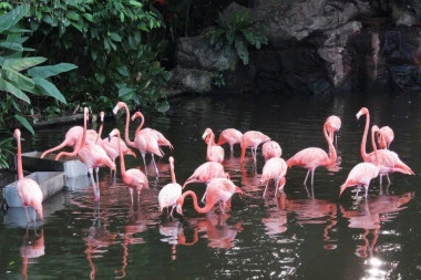Pravi pozeri! Flamingosi se druže kao ljudi, važan im je fizički izgled