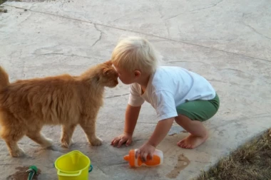 KUĆNI LJUBIMCI JAČAJU IMUNITET: Psi i mačke protiv ekcema i alergija