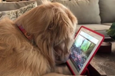 NEODOLJIVO: Pas se zaljubio u vevericu i ne može da skrene pogled sa nje