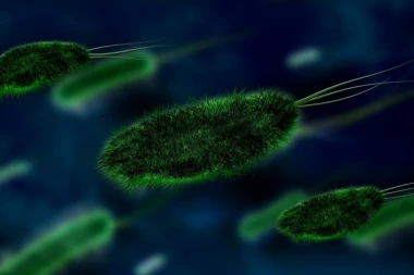 GORI OD BESNILA: Smrtonosni parazit napao Srbiju!