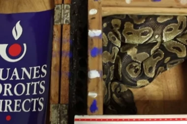 Piton od metar i po pronađen u prtljagu