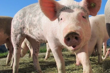 U opštini Negotin pojavila se afrička kuga svinja