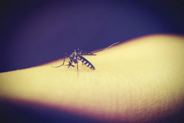 SMRTONOSNI VIRUS HARA SRBIJOM, AVGUST NAJKRITIČNIJI! Ovo su simptomi groznice Zapadnog Nila!