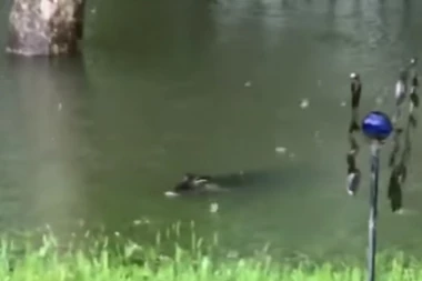(VIDEO) STRAVA I UŽAS: Aligatori im plivaju po dvorištima!