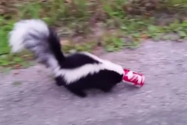 (VIDEO) DIRLJIVI SNIMAK: Da li biste i vi ovo uradili dok vas čeka gradonačelnik?!