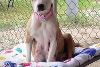 (VIDEO) NEVEROVATNA PRIČA: Priča ove kuce će rastopiti i najhladnija srca!