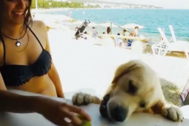 (VIDEO) UŽIVANCIJA NA MORU: Kod komšija kuce piju pseće pivo!