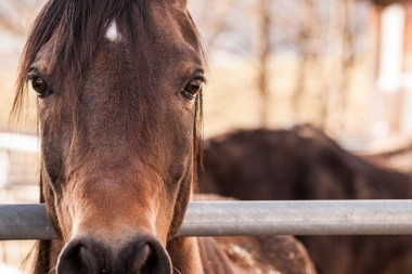 Jeziva ubistva konja šokiraju javnost: Ubica pomračenog uma sprovodi pravi teror