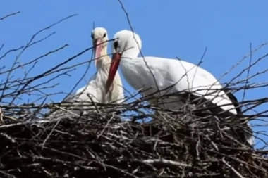 TUŽAN DEO ČUVENE LJUBAVI: Klepetan odleteo u Afriku!