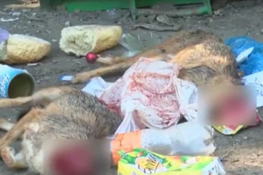 (UZNEMIRUJUĆI VIDEO) Starvični prizori u Subotici