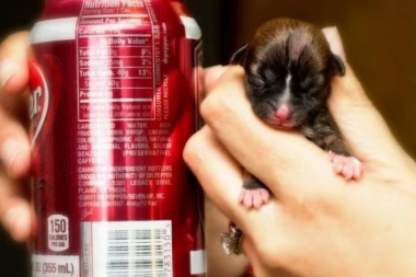 PRESLATKA BIJONSE: Ovo je najmanji pas na svetu