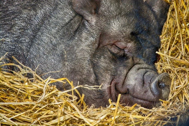 ILON MASK SVETU PREDSTAVIO "SAJBER SVINJU": Prasica Gertruda će možda doprineti lečenju Alchajmera?!